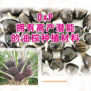DxP 拥有高产潜能的油棕种植材料