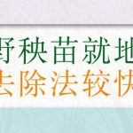 油棕野秧苗就地而长农药去除法较快较佳