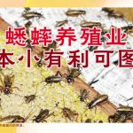 蟋蟀养殖业，本小有利可图
