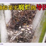 油棕果实腐烂的导因