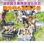 油棕园主善用潮湿低洼地间种芋头成果不俗