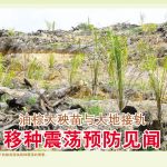 油棕大秧苗与大地接轨，移种震荡预防见闻