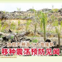 油棕大秧苗与大地接轨,移种震荡预防见闻