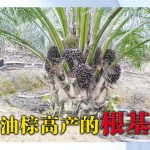 油棕高产的根基