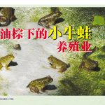 油棕下的小牛蛙养殖业