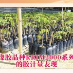 像胶品种RRIM2000系列的胶汁量表现