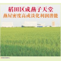 稻田区成燕子天堂,燕屋密度高或淡化利润潜能