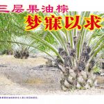 三层果油棕，梦寐以求?