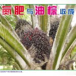 氮肥与油棕收成