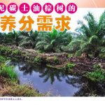 泥碳土油棕树的养分需求