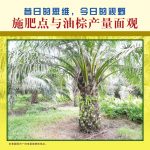昔日的思维,今日的视野,施肥点与油棕产量面观