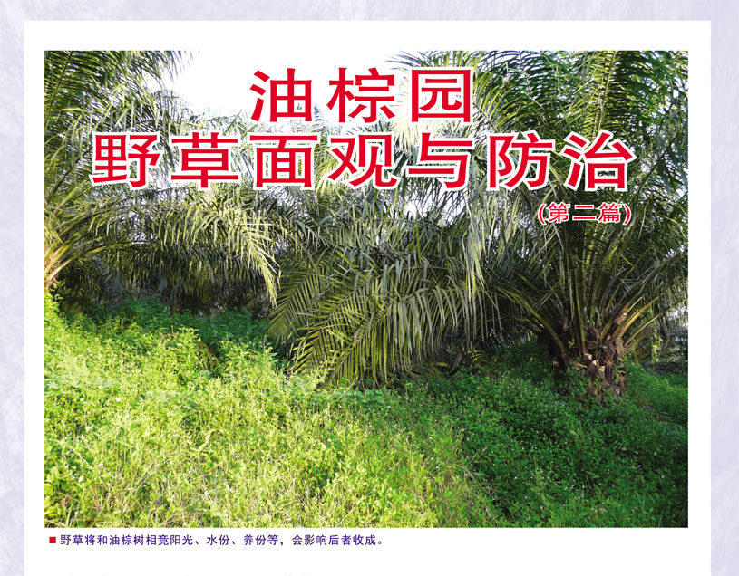 Read more about the article 油棕园野草面观与防治