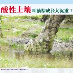 酸性土壤叫油棕成长太沉重