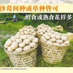 沙葛间种或单种皆可，鲜食或熟食花样多