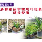 图片看棕园世界 :油棕秧苗伤根叶现象,成长受阻