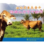 油棕园兼养黄牛,经确认为可行的项目