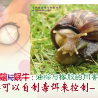 蛞蝓与蜗牛：油棕与橡胶的同害（可以自制毒饵来控制）