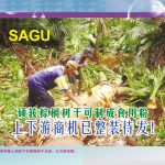 SAGU :硕莪棕榈树干可制成食用粉,上下游商机已整装待发!