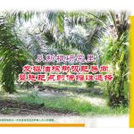 从根研究里,发掘油棕树吸肥导向,暨施肥点的伸缩性选择