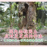 再谈油棕灵芝病 :国内油棕园丘应对灵芝病的作法(大马棕油局一项问卷调查的统计)