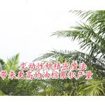 变动性种植密度法,带来更高的油棕累积产量