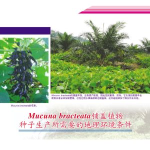 Mucuna bracteata 铺盖植物种子生产所需要的地理环境条件