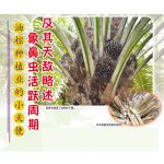 油棕种植业的小天使，象鼻虫活跃周期及其天敌略述