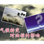 气候转变对油棕的影响