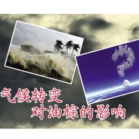 气候转变对油棕的影响