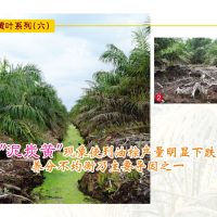 黄叶系列：“泥炭黄”现象使到油棕产量明显下跌，养分不均衡乃主要导因之一