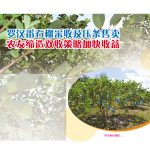 罗汉番石榴采收及压条售卖,农友缔造双收策略加快收益