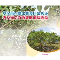 罗汉番石榴采收及压条售卖,农友缔造双收策略加快收益