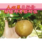 人心果虽好价,种植却考验耐性