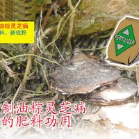 再谈油棕灵芝病:抑制油棕灵芝病的肥料功用