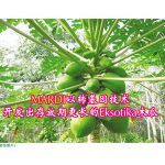 MARDI 以转基因技术开发出存放期更长的 Eksotika 木瓜