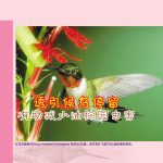 诱引候鸟停留,有助減少油棕园虫害