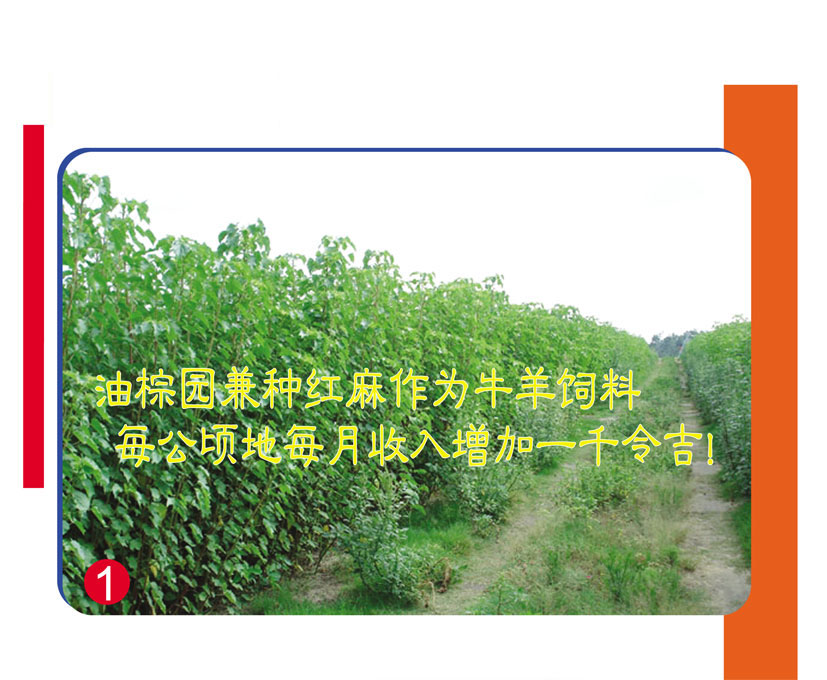 You are currently viewing 油棕园兼种红麻作为牛羊饲料，每公顷地每月收入增加一千令吉!