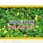 豆科铺盖植物种类及采用法