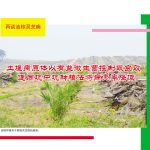 再谈油棕灵芝病:土壤病原体以有益微生菌控制取良效,连同坑中坑种植法将病患率降低