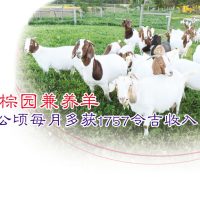 油棕园兼养羊,每公顷每月多获1757令吉收入
