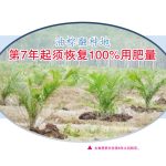 油棕翻种地,第7年起须恢复100%用肥量