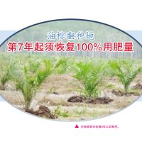 油棕翻种地，第7年起须恢复100%用肥量