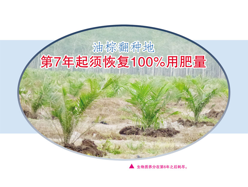 Read more about the article 油棕翻种地，第7年起须恢复100%用肥量