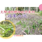 克除油棕野秧的杀草剂效率比试