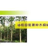 油棕园能兼种木桐树吗?