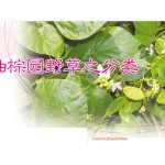 油棕园野草之分类