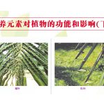 营养元素对植物的功能和影响(下)