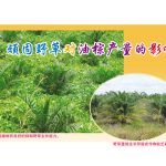 顽固野草对油棕产量的影响