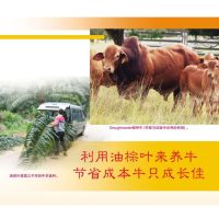 利用油棕叶来养牛,节省成本牛只成长佳