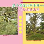 数个榴莲品种参种一起可提高结果率